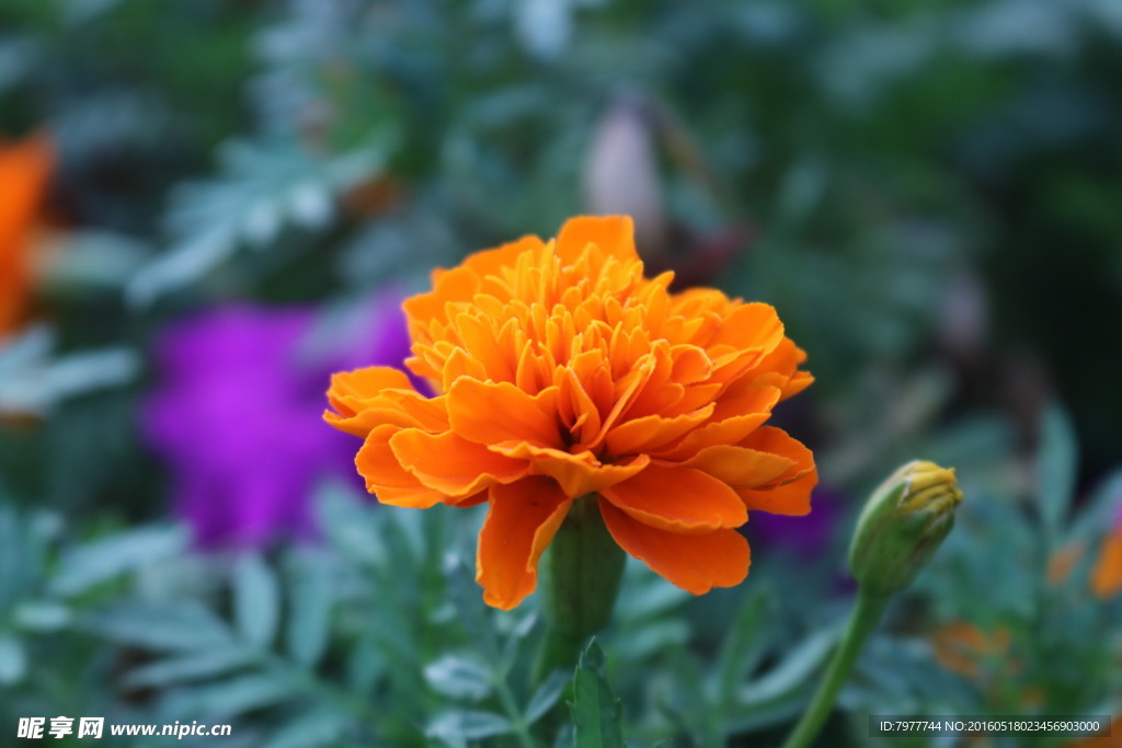 菊花 橙色