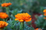菊花 橙色