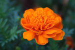 菊花 橙色