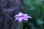 路边小花  野花