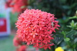 龙船花 花卉