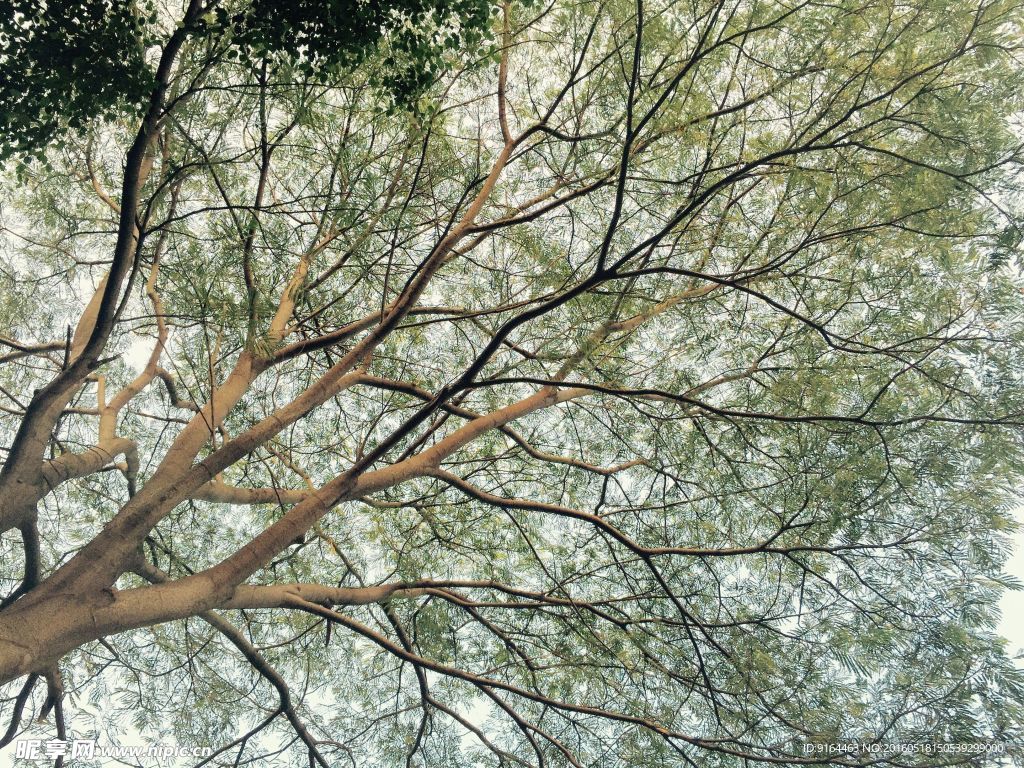 树