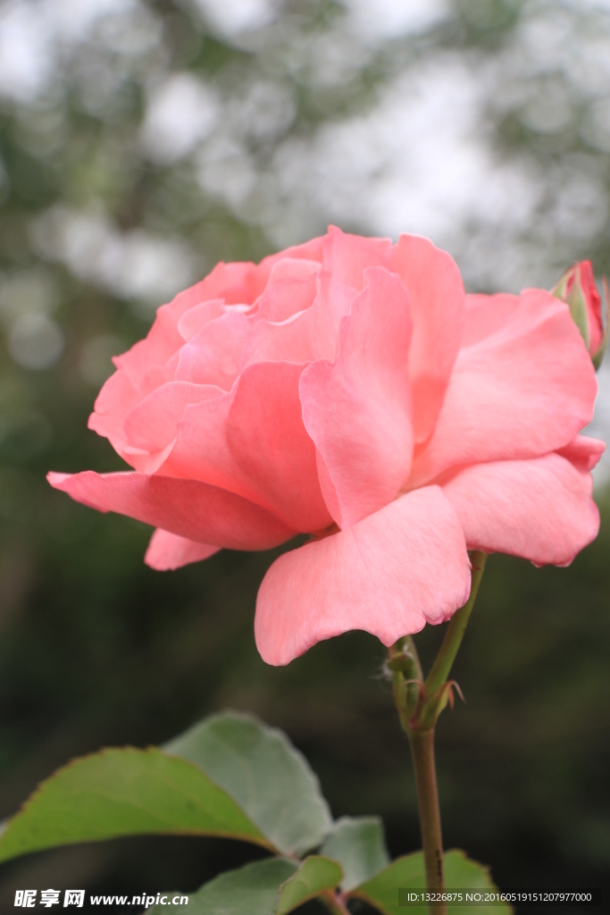 月季花