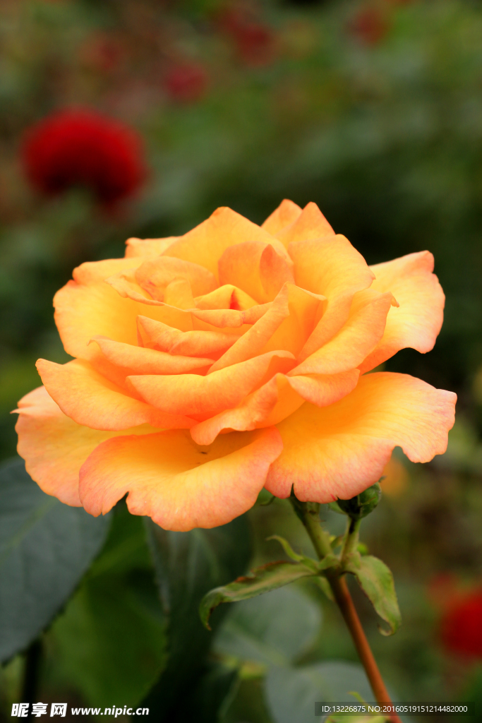 月季花