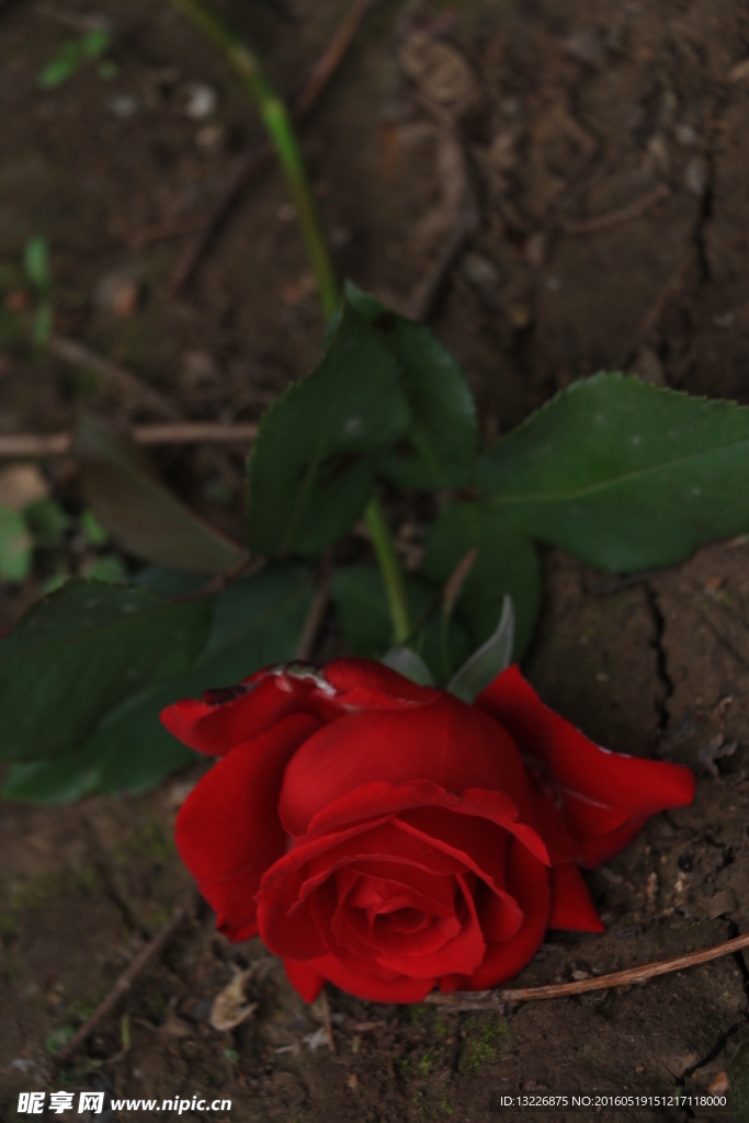 月季花
