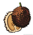 荔枝