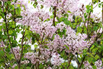 丁香花