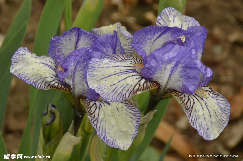 雨露鸢尾花