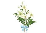 百合花 梦幻花