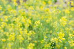 油菜花