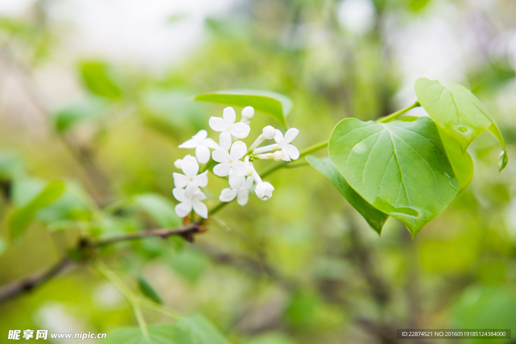 丁香花