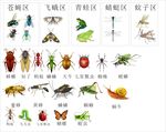昆虫大汇总