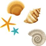 贝壳 海五星