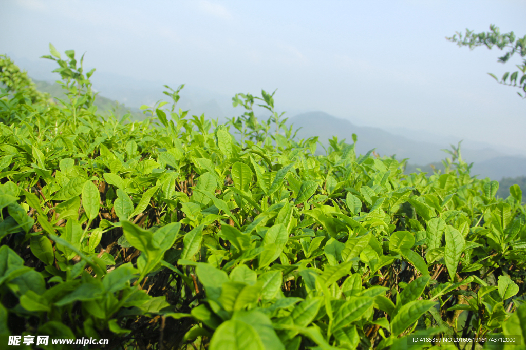 茶山春茶