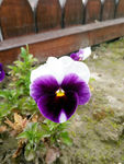 蝴蝶花