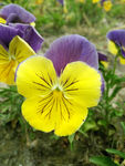 蝴蝶花