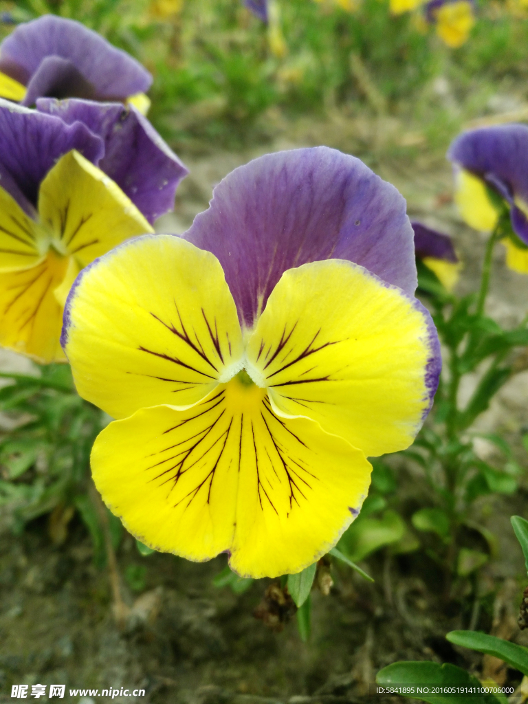 蝴蝶花