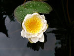 睡莲花