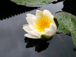 白花