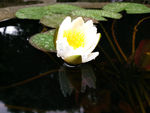 睡莲花