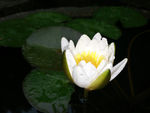 白花