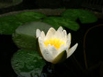 睡莲花
