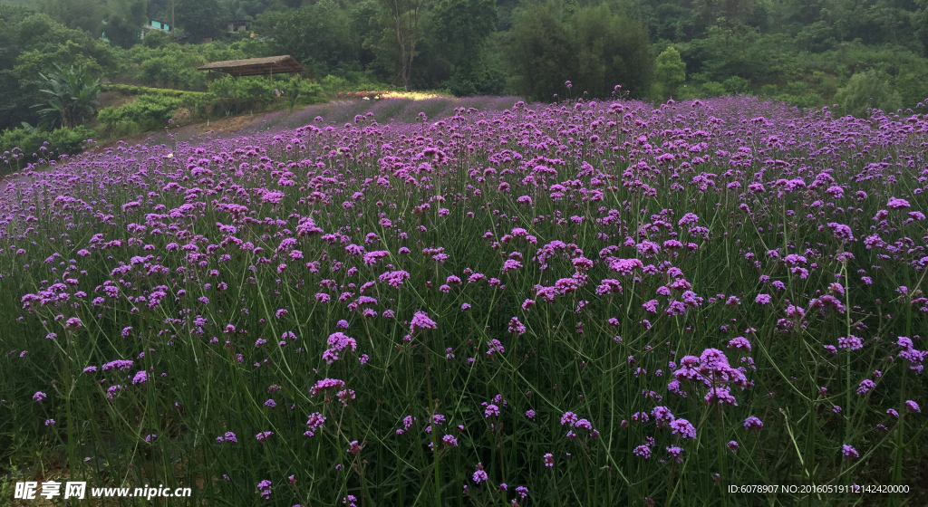 花田酒地