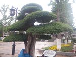绿树