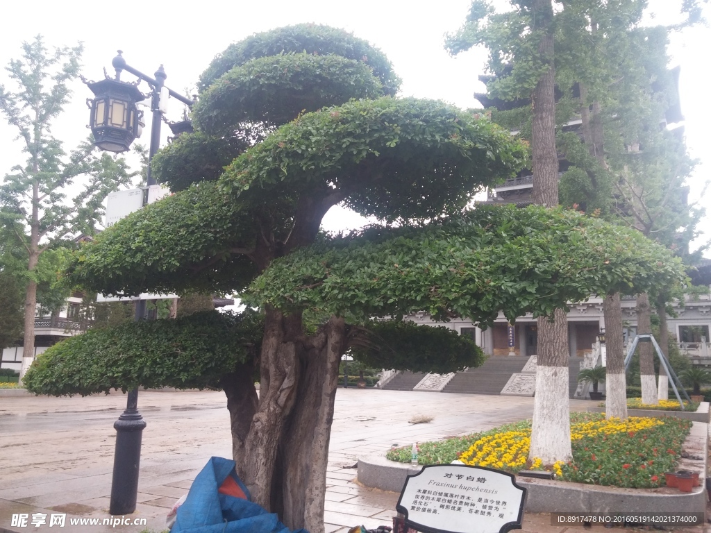 绿树
