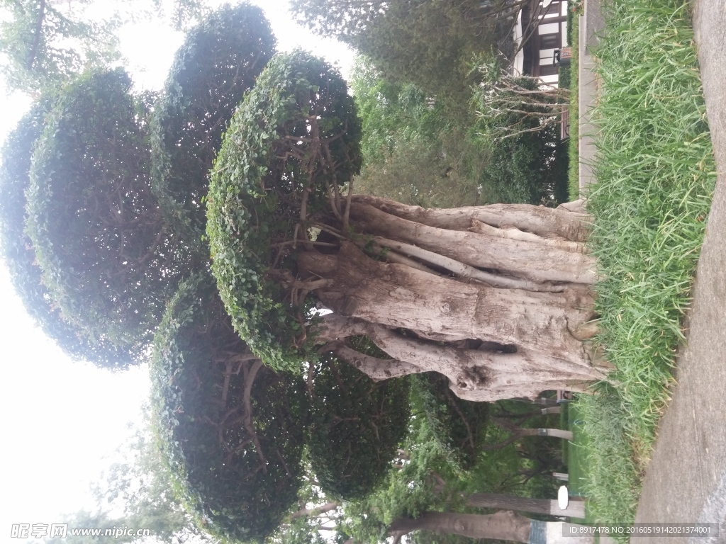 绿树