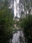 绿树