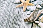 海洋生物