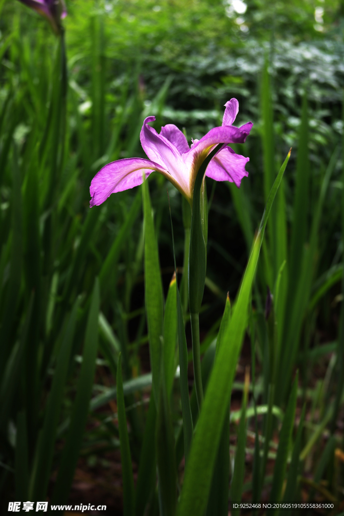 鸢尾花
