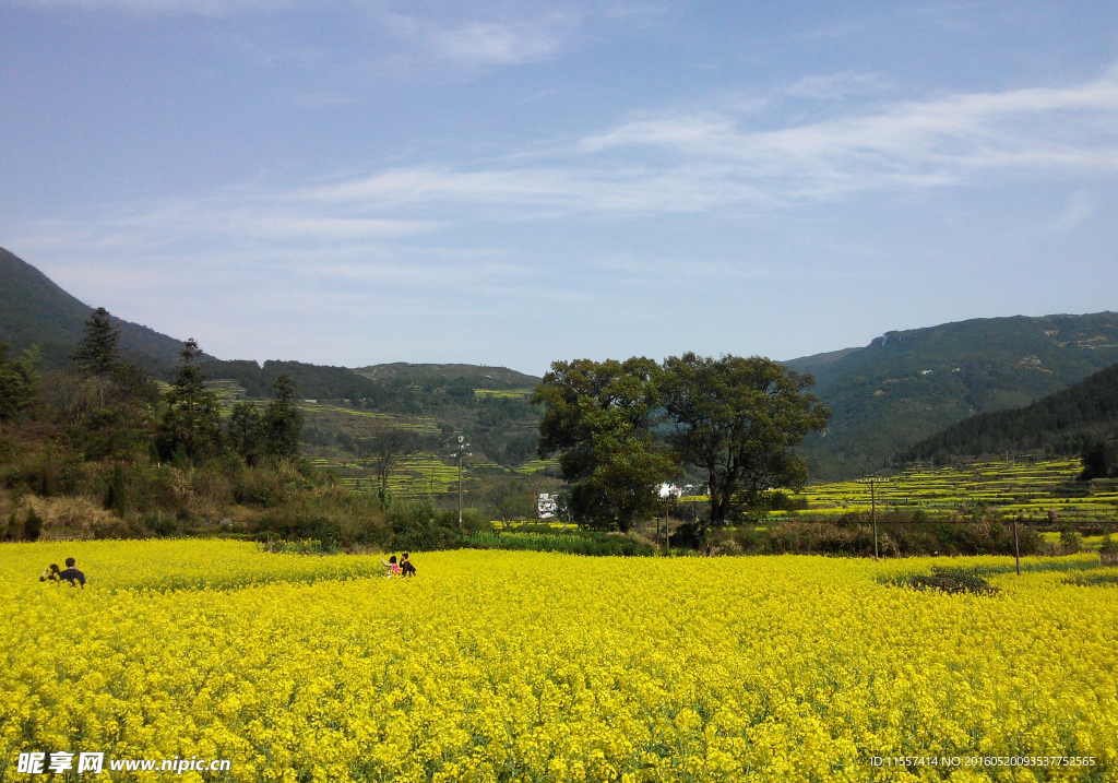 油菜花