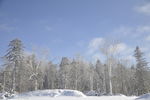 雪景    树林