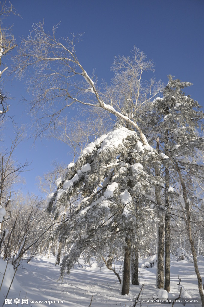 雪景   树林
