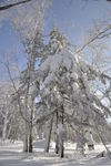 树林 雪