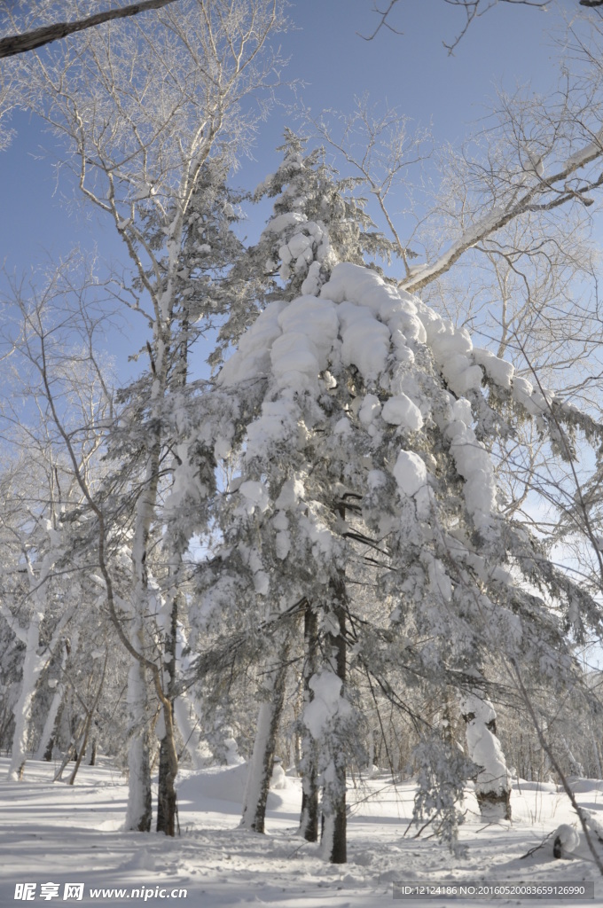 树林 雪