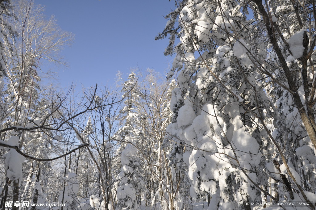 雪景