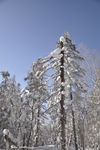 雪景    树林