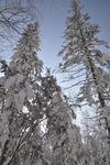 雪景   树林