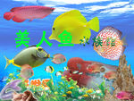 海洋鱼