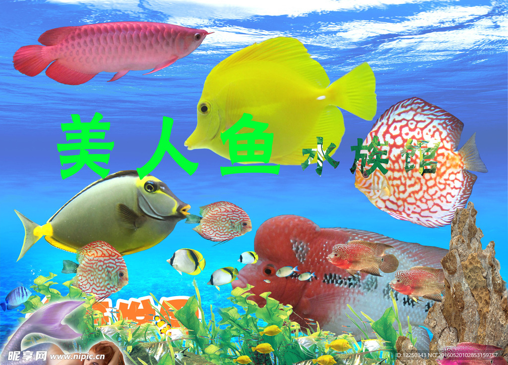 海洋鱼