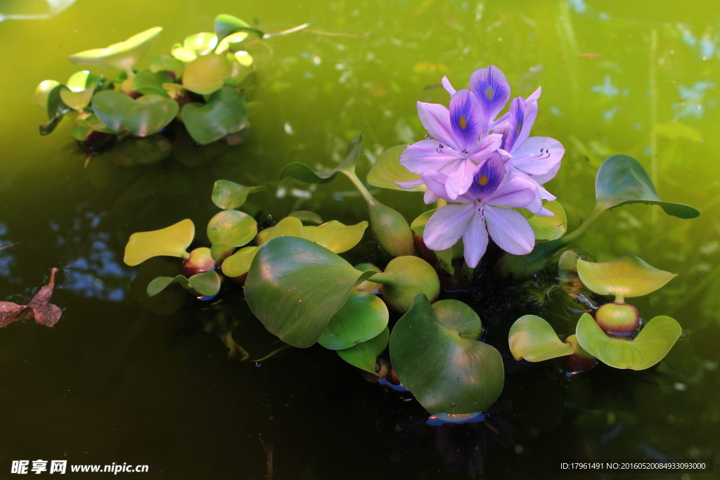 蓝莲花