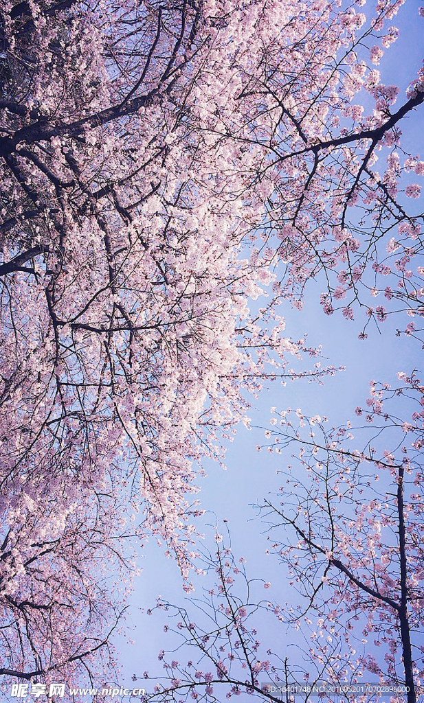 日本樱花