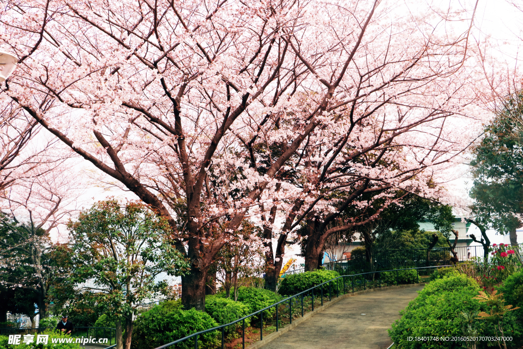 日本樱花