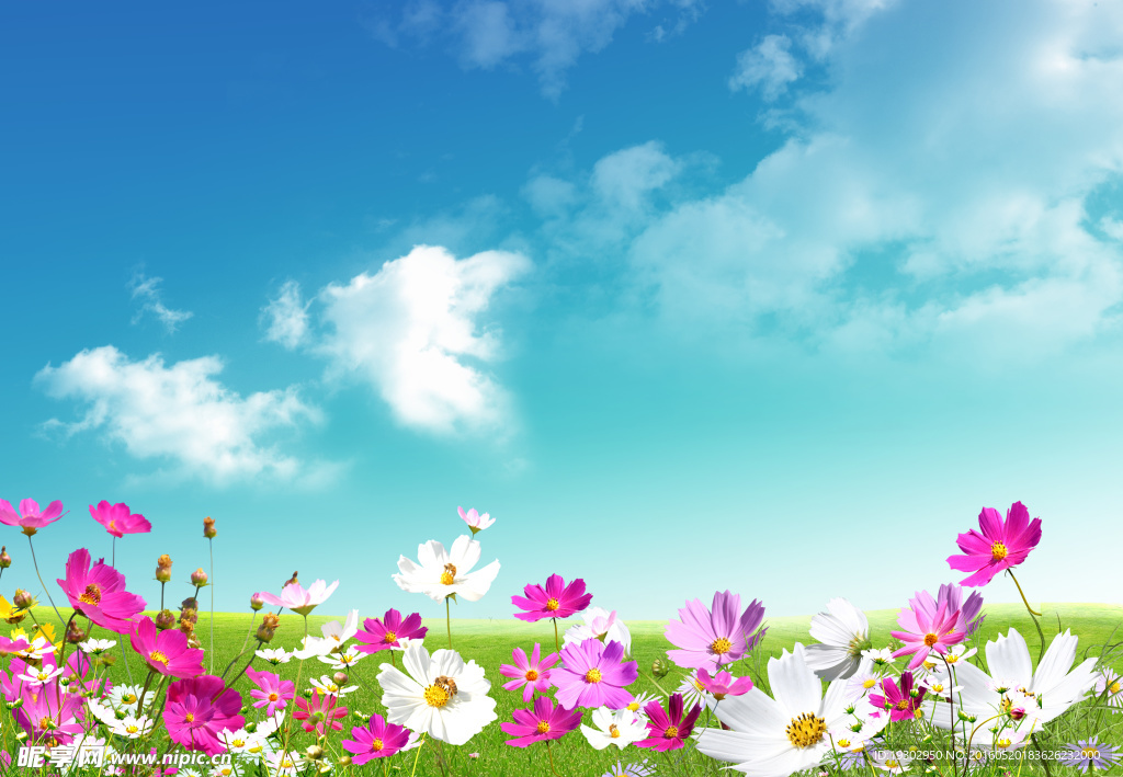 前景花