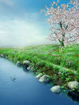 梦幻 森林 背景