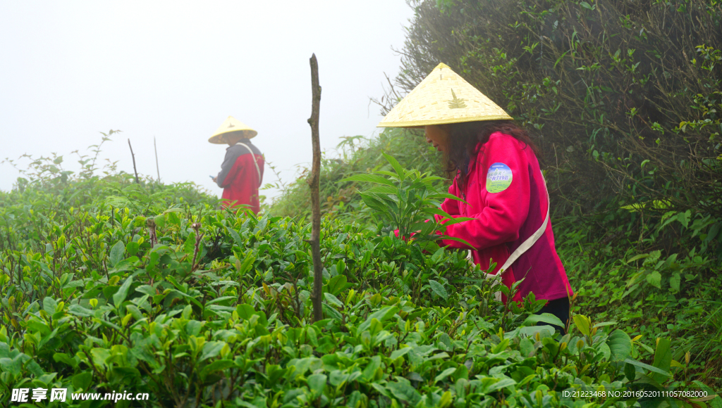 雾中采茶