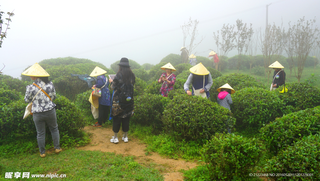 雾海采茶忙